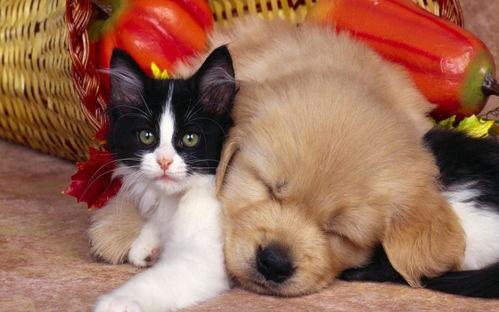 狗与猫交配视频播放,狗猫交配视频引发热议，揭秘动物界罕见现象