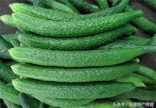 黄瓜农药爆料方法视频讲解,轻松掌握安全食用技巧