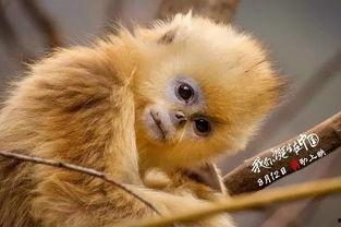 日本与动物av网址,暗流涌动的地下世界