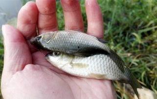 野钓小鲫鱼视频,轻松捕获乐趣无限