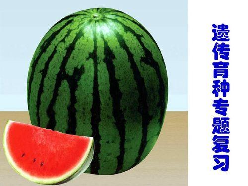 日本西瓜上有青蛙,揭秘日本农业奇观