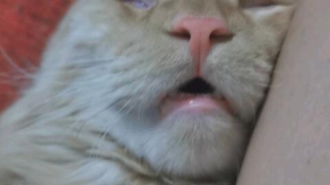 口吐白沫无码BT,揭秘神秘现象背后的科学奥秘