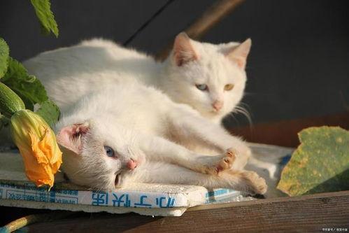 猫难产视频,猫咪难产现场直击