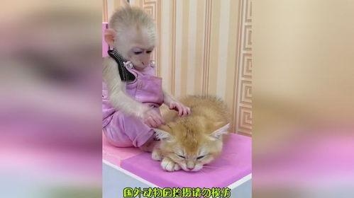 动物世界视频小猫,小猫的灵动世界
